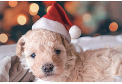 Christmas Pet Santa Hat - Dear Eastern Lynn