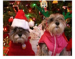 Christmas Pet Santa Hat - Dear Eastern Lynn