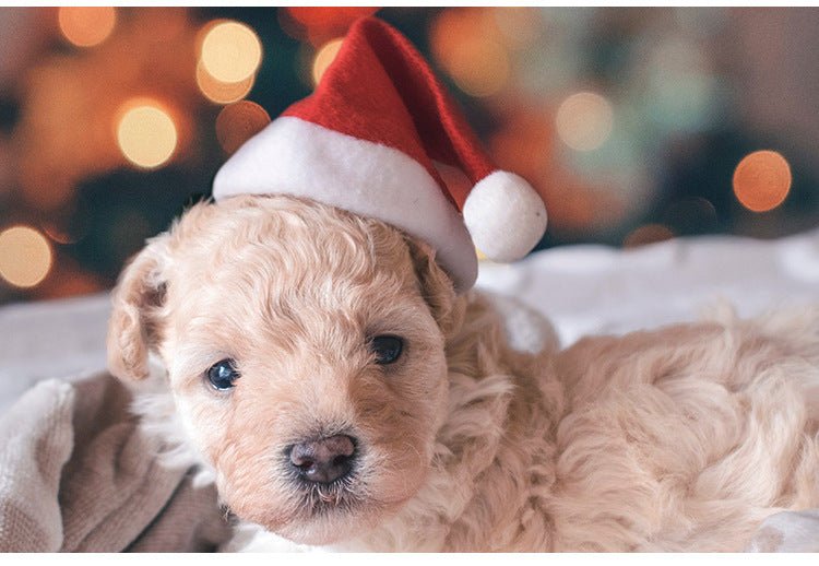 Christmas Pet Santa Hat - Dear Eastern Lynn